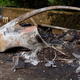 Illustration for article titled This Melted Aston Martin Looks Like A Work Of Art